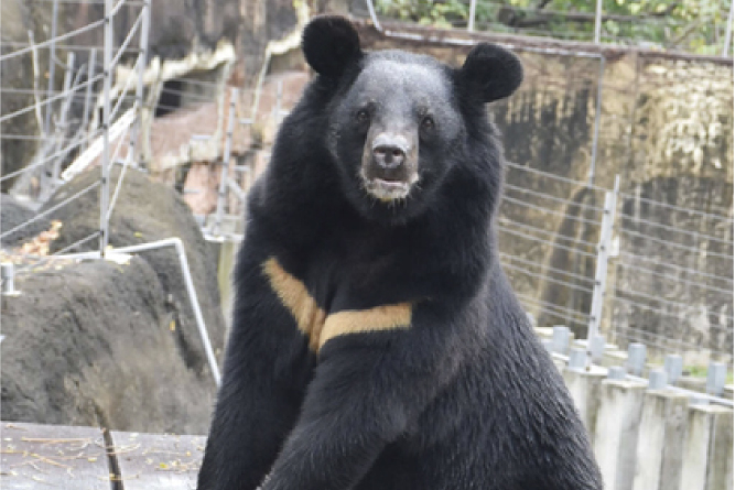 高雄市の寿山動物園、改修工事が終わり2022年12月16日からプレオープン