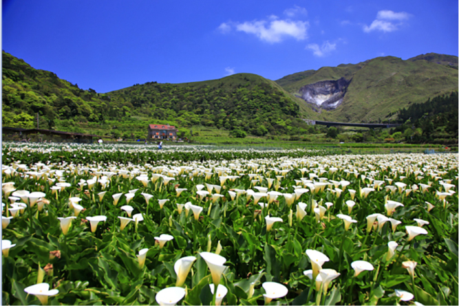 陽明山竹子湖でカラー花まつり4/23まで開催中                      紫陽花まつりは5/19から開催